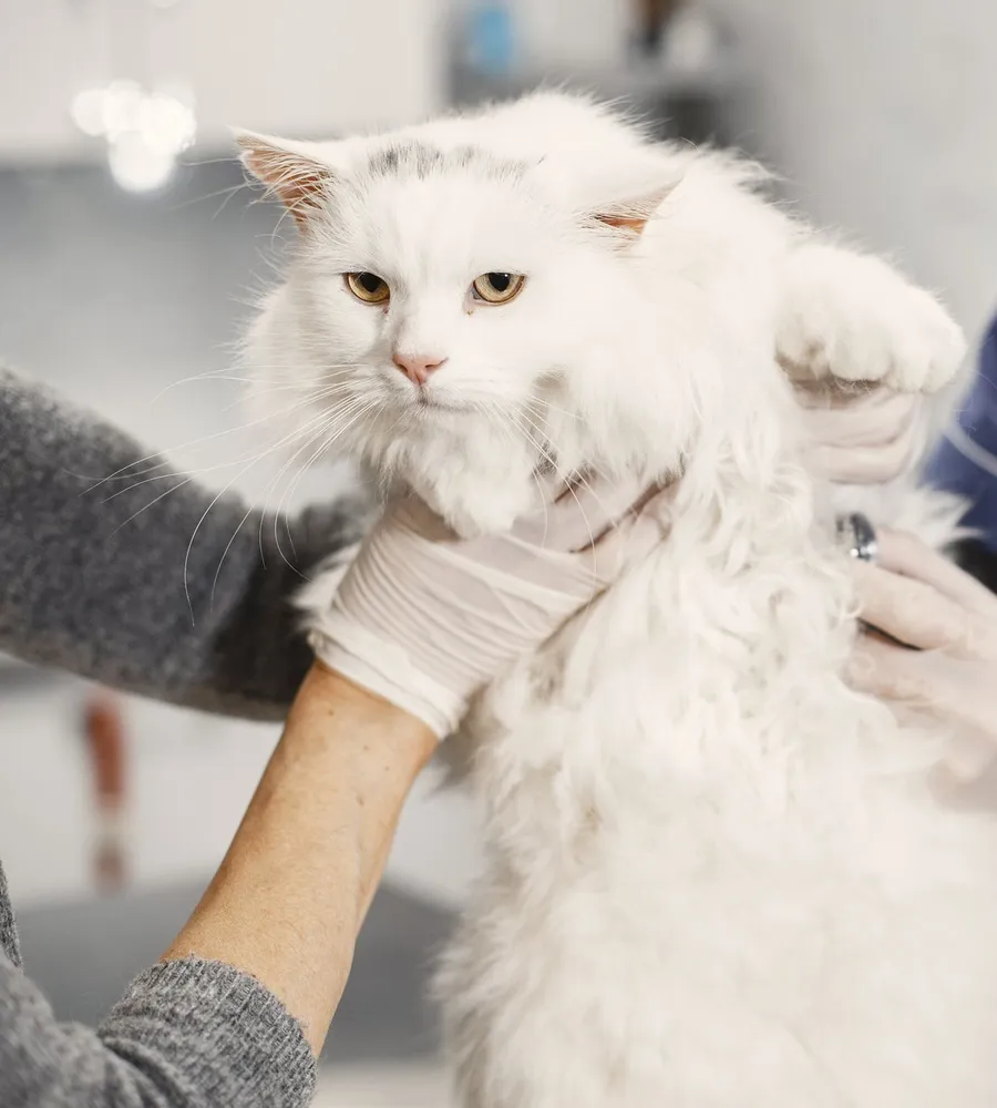 A cat being gently examined at the veterinarian.