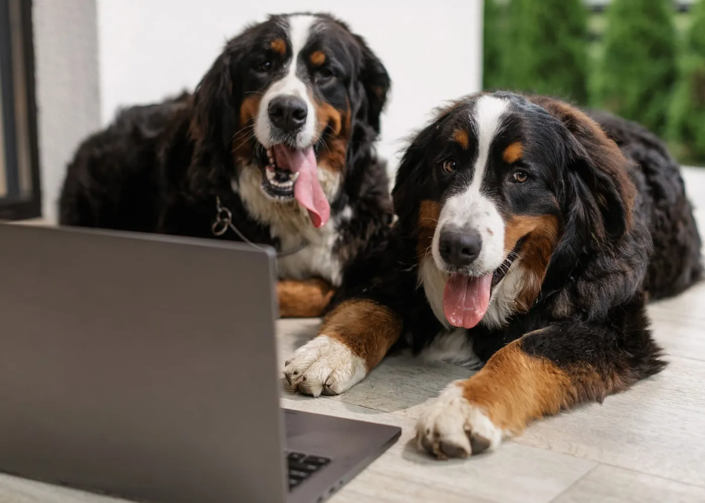 Two Bernese Mountain Dogs lying on a patio, looking toward an open laptop.