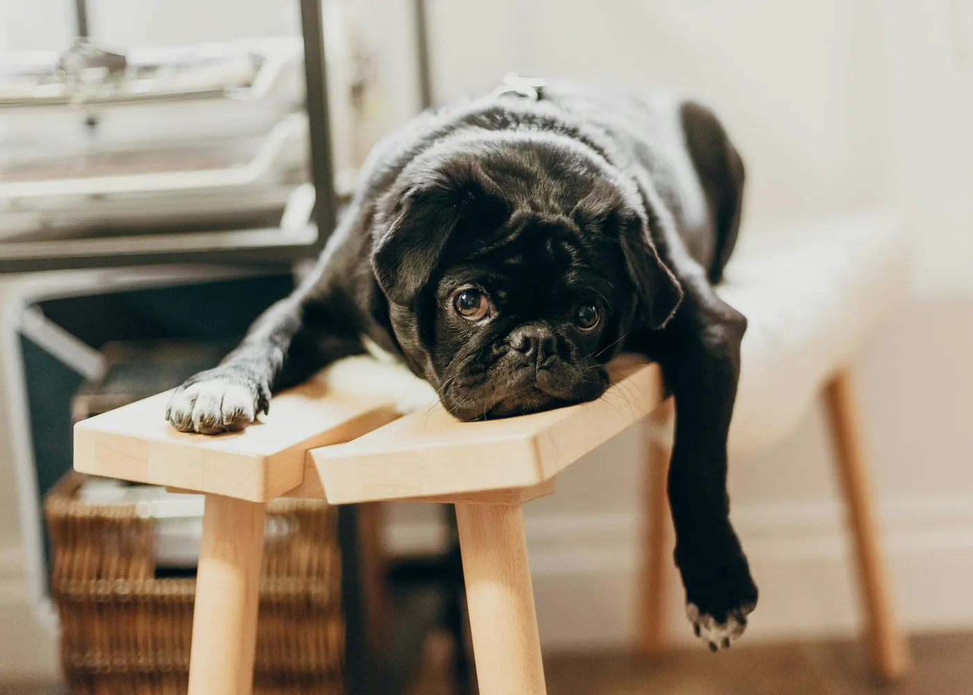 A black pug draped over a pale wooden stool, looking straight at the camera.