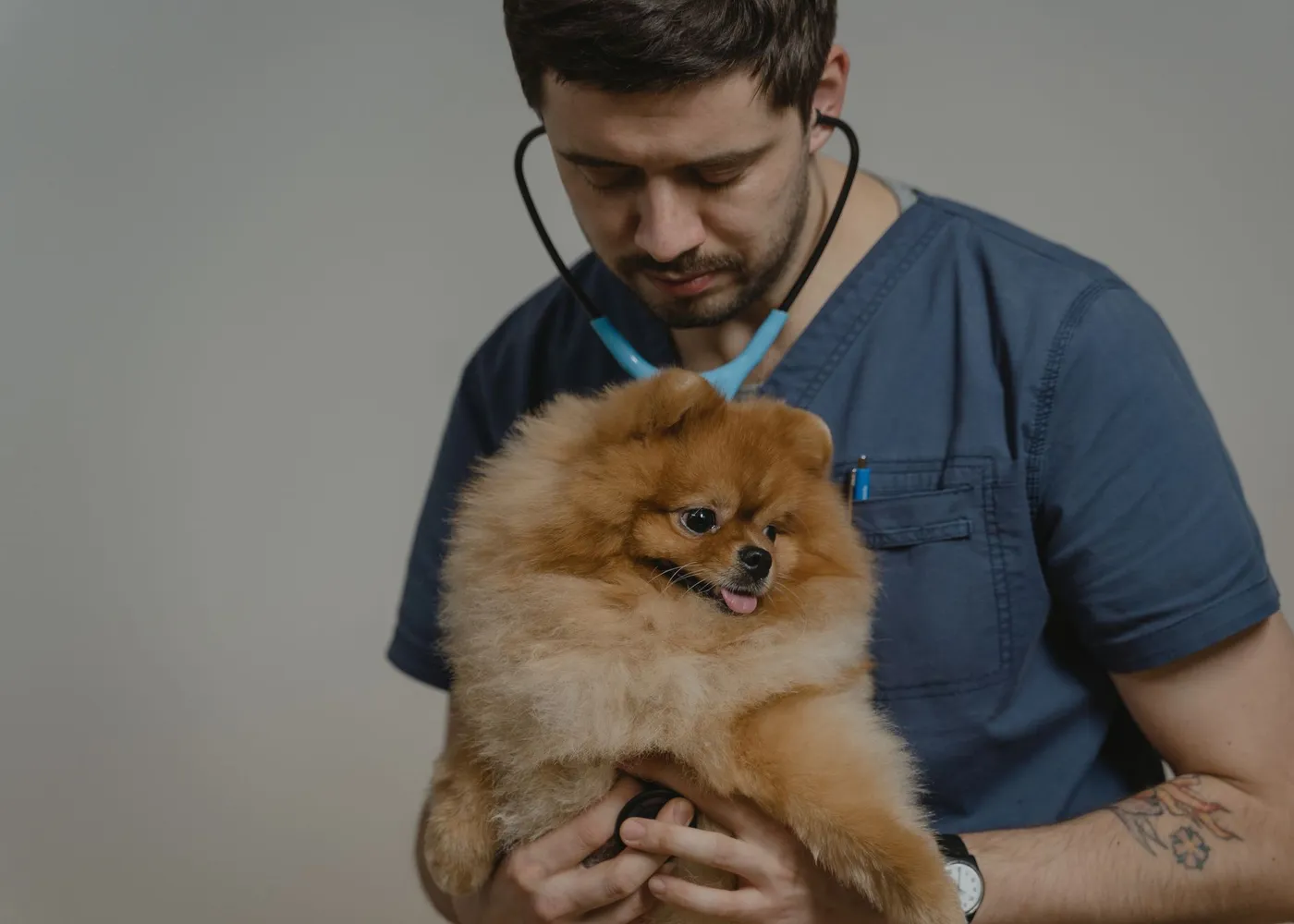 A veterinarian listening to a dog with a stethoscope.