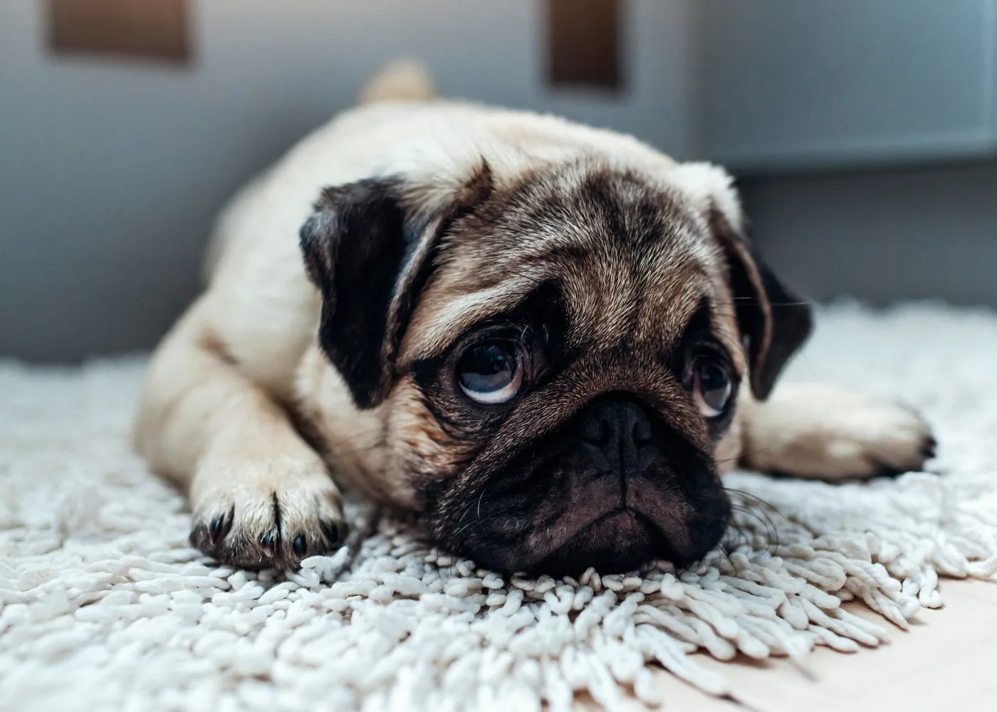 A fawn pug lying on a white shag rug, chin down, waiting.